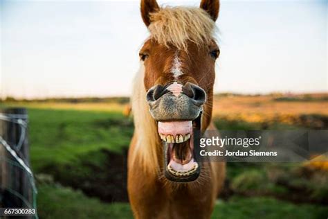 funny horse pics|4,552 Funny Horses Stock Photos & High